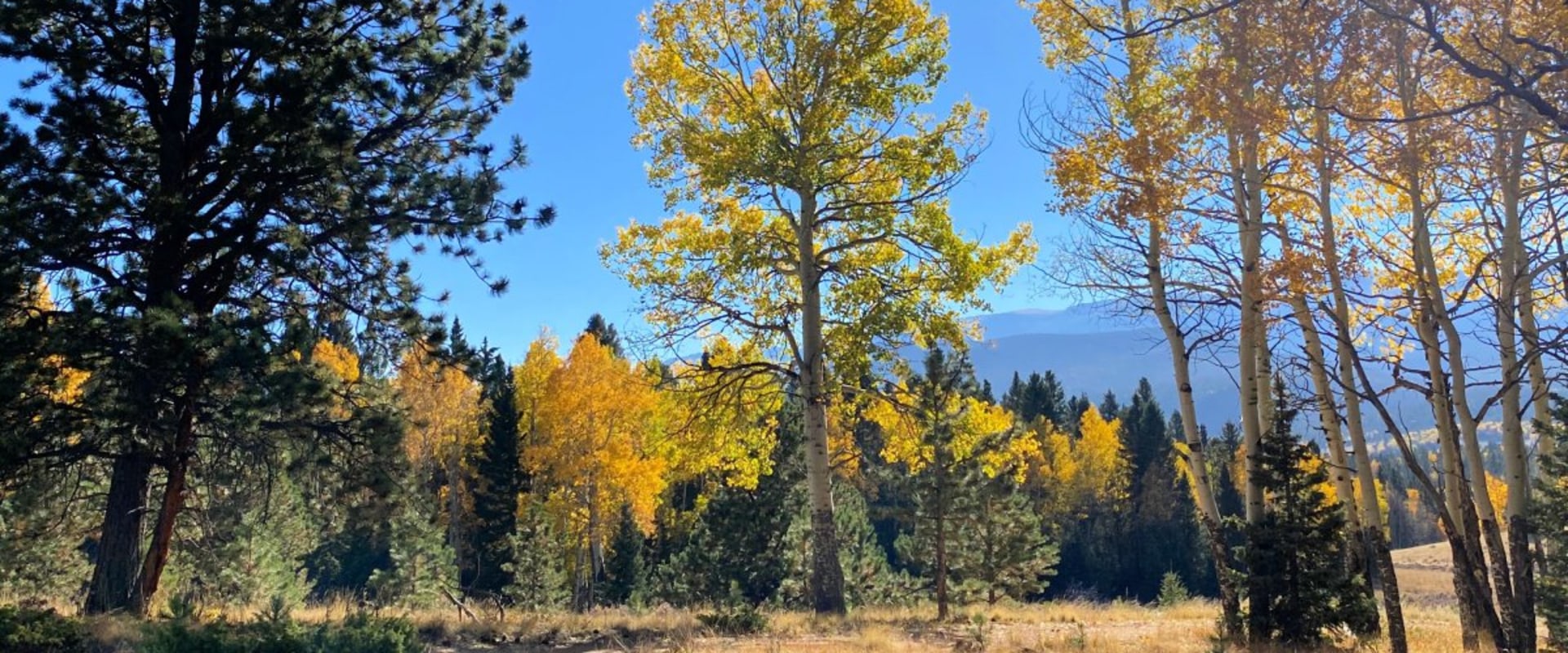 Explore the Beauty of Mueller State Park