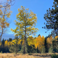 Explore the Beauty of Mueller State Park