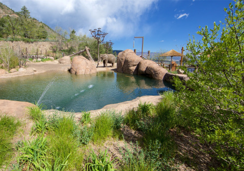 Discover the Wild Side of Colorado Springs: Cheyenne Mountain Zoo
