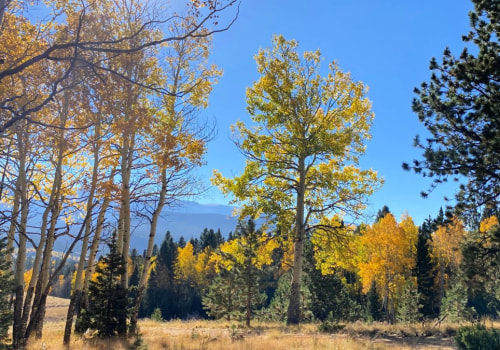 Explore the Beauty of Mueller State Park